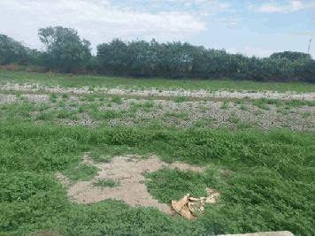 ขายด่วน! ลดกระหน่ำ ถูกสุดๆ ขายที่ดินราคาพิเศษ อ.บางเสาธง จ.สมุทรปราการ สวย ทำเลดี Tel. 092-6869618